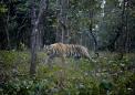 Rumble in the jungle: mother bear fights off Indian tiger