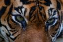 Sumatran tiger kills farmer in Indonesia
