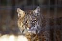 Man And Dog Attacked By Bobcat In Arizona