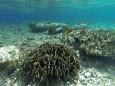 Over one third of Indonesia's coral reefs in bad state: study