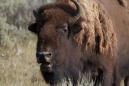 A 30-year-old man was gored by a bison at a Utah state park, then brought his 22-year-old date there and she was gored too