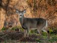 Hunter dies after being attacked by deer he just shot