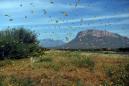 Locust invasion creates food crisis for 1 million Ethiopians: UN