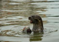 Otters Attack Swimmer Near Yellowstone National Park