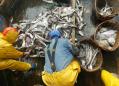WTO urges quick ban on harmful fisheries subsidies