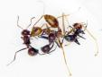 Exploding Ants: New Species Bursts Into Toxic Goo to Destroy Its Enemies