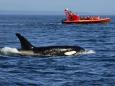 Alaska fishermen 'chased out' of Bering Sea by gangs of killer whales
