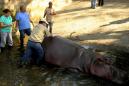 El Salvador zoo in hot water over false hippo death account