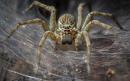 Australian man screaming at spider 'why don't you die?' triggers full police response