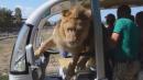 Friendly Lion Invades Safari, Nuzzling Up to Driver and Even Licking a Tourist