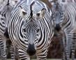Pet zebra shot and killed by owner in Florida after escaping
