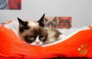 Grumpy Cat, the face that launched a thousand memes, dead at seven