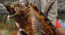 Jurassic Park or Florida? Researchers just captured 3 huge 'alligator snapping turtles'