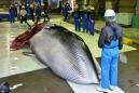 Japan fisherman catch first whales as commercial hunts resume