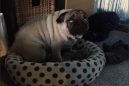 Guilty pug has the absolute worst poker face of all time