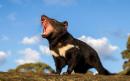Tasmanian devils return to Australian wild after 3,000 years