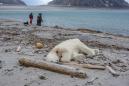 Polar bear shot dead after wounding cruise ship worker