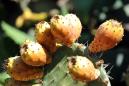Prickly pears: 'humble' cactus brings hope to Algeria