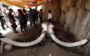 Hundreds of bones found in world's first mammoth trap, set by humans 14,000 years ago