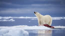 Already Threatened Polar Bears Face Food Shortage Crisis Amid Climate Change