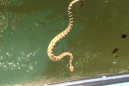 Uninvited rattlesnake tries to hitch ride on a passing boat, causes panic