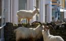 US town hopes herd of goats will protect against wildfires