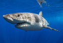 Scientists tested shark deterrents and have very bad news for us