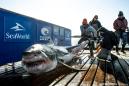 Great white shark weighing 998 pounds detected on Florida coast twice before the holidays