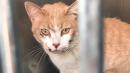 Cat Rescued After Going for a Ride in Vehicle's Engine Compartment