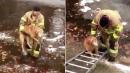 Firefighter Rescues Golden Retriever From Freezing Creek, Now Plans to Adopt It