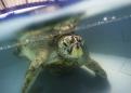 Thailand's coin-eating turtle dies of intestinal blockage