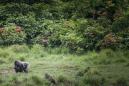 Gabon to be first African nation paid to fight deforestation