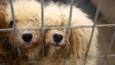 More Than 100 Dogs Rescued From Cramped, Filthy Cages In Puppy Mill Bust