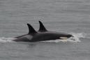 Orca mother ends 'tour of grief' for her newborn after 17 days and 1,000 miles