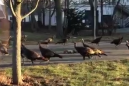 Turkeys ritualistically circling a dead cat is as beautiful as it is frightening