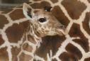 Pregnant Giraffe's Baby Kicks Inside Belly