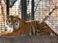 Tiger attacks zookeeper in front of visitors: 'He is a wild animal and was acting on instinct'