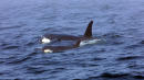 Orca From Same Pod Where Mother Carried Lost Calf Presumed Dead