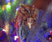 Whoo's there? Georgia family discovers owl in Christmas tree