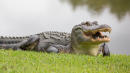 Alligator And Python Locked In Death Duel On Golf Course