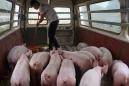 Commercial pig farm in China jams drone signal to combat swine fever crooks