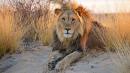 Lions maul suspected rhinoceros poachers on South African game reserve, owner says