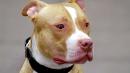 Delta Air Lines Bans Pit Bulls as Service and Support Animals