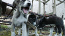 The Radioactive Puppies Of Chernobyl Are Finally Getting The Help They Need