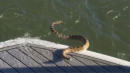 The Snake in the Lake: Boaters Scared Out of Water by Rattlesnake That Climbed Into Vessel