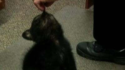 Oregon Police Host Orphaned Bear Cub