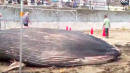 Beachgoers Stunned After Dead Baby Blue Whale Washes Up On Japan Shores