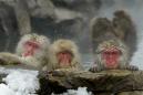 Japan zoo culls 57 monkeys carrying 'invasive' genes