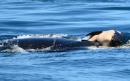 Orca mother keeps her dead calf afloat in extraordinary display of grief