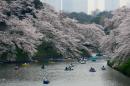 Blooming early! Japan's famed cherry blossoms make unexpected appearance